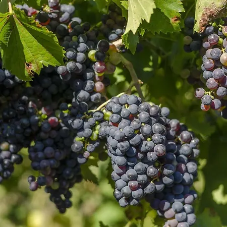 Aisha Апартаменты